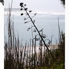 Curly Agave