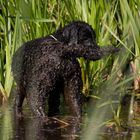 Curly Coated Retriever