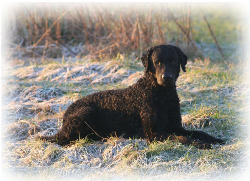 Curly Coated Retriever