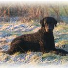 Curly Coated Retriever