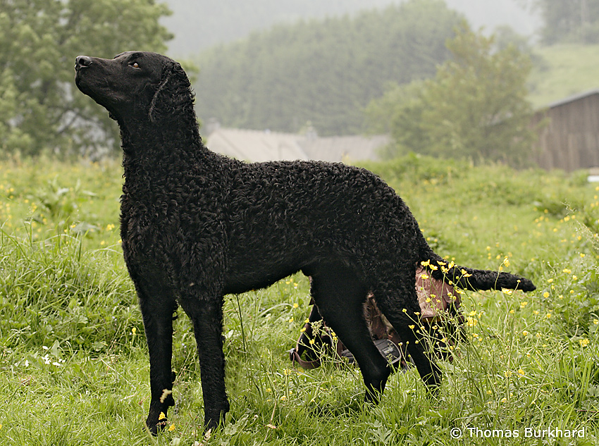 Curly-Coated Retriever