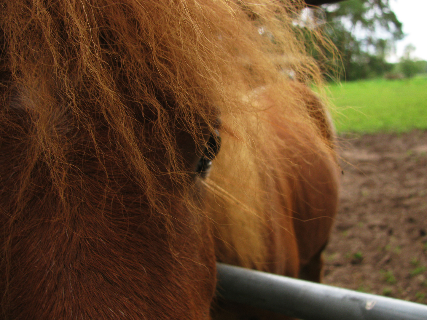 Curly, die Rote