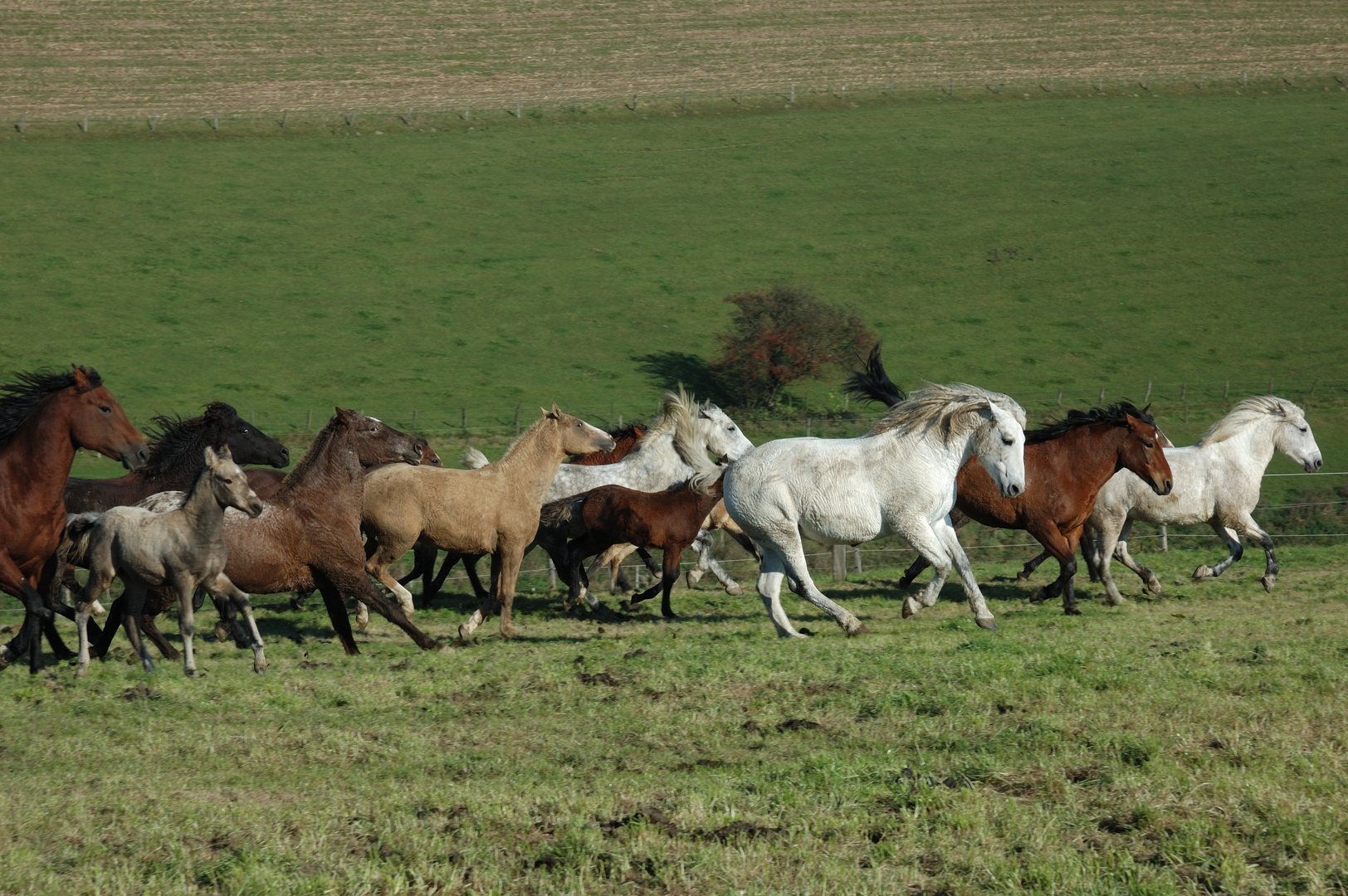 Curly Horses Germany by Daniela Söhnchen