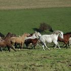 Curly Horses Germany by Daniela Söhnchen