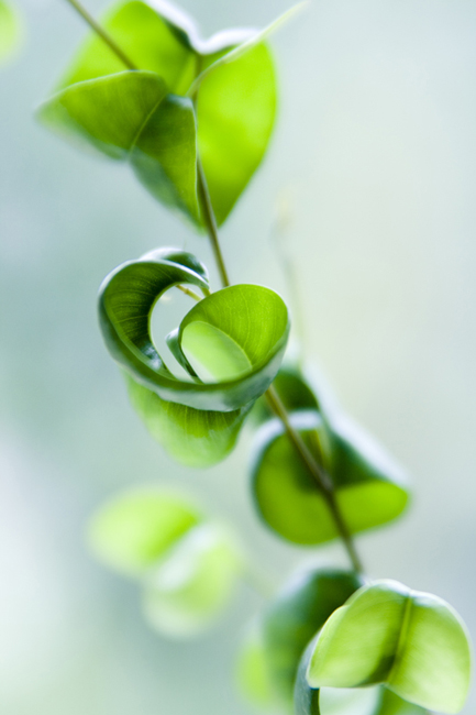 curly leaves