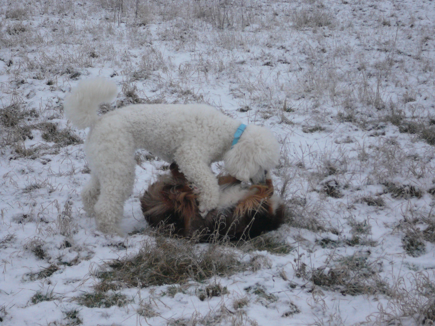 Curly vs. Kaya