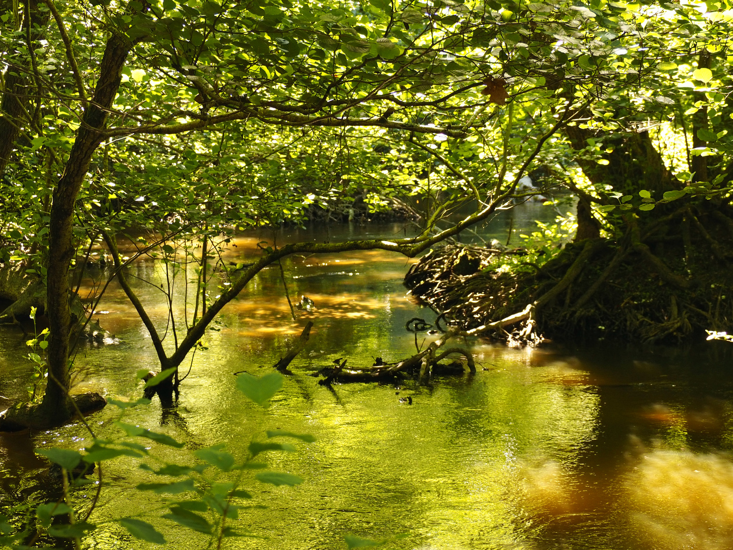 currant-landes