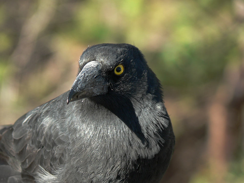 Currawong