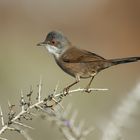 Curruca cabecinegra