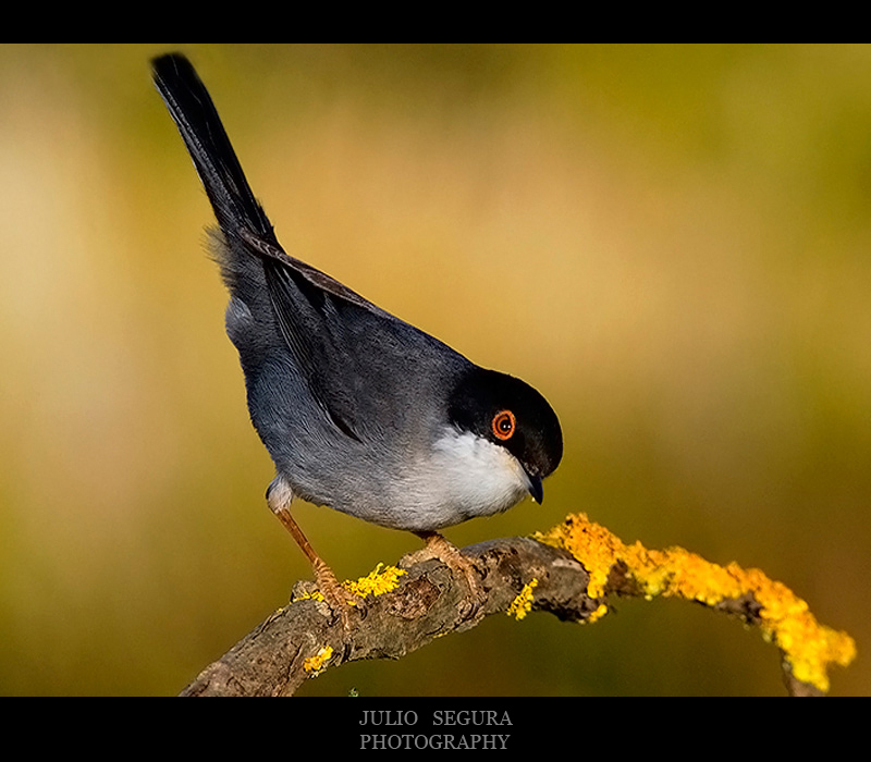 Curruca Cabecinegra