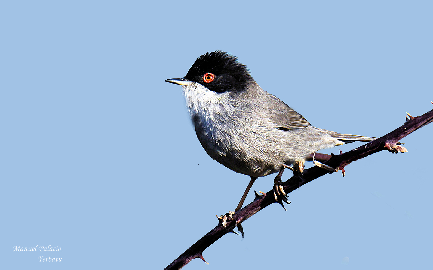 Curruca cabecinegra