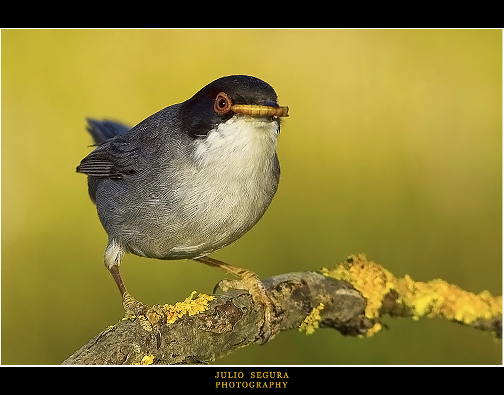 Curruca Cabecinegra