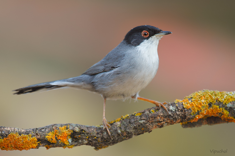 Curruca cabecinegra.