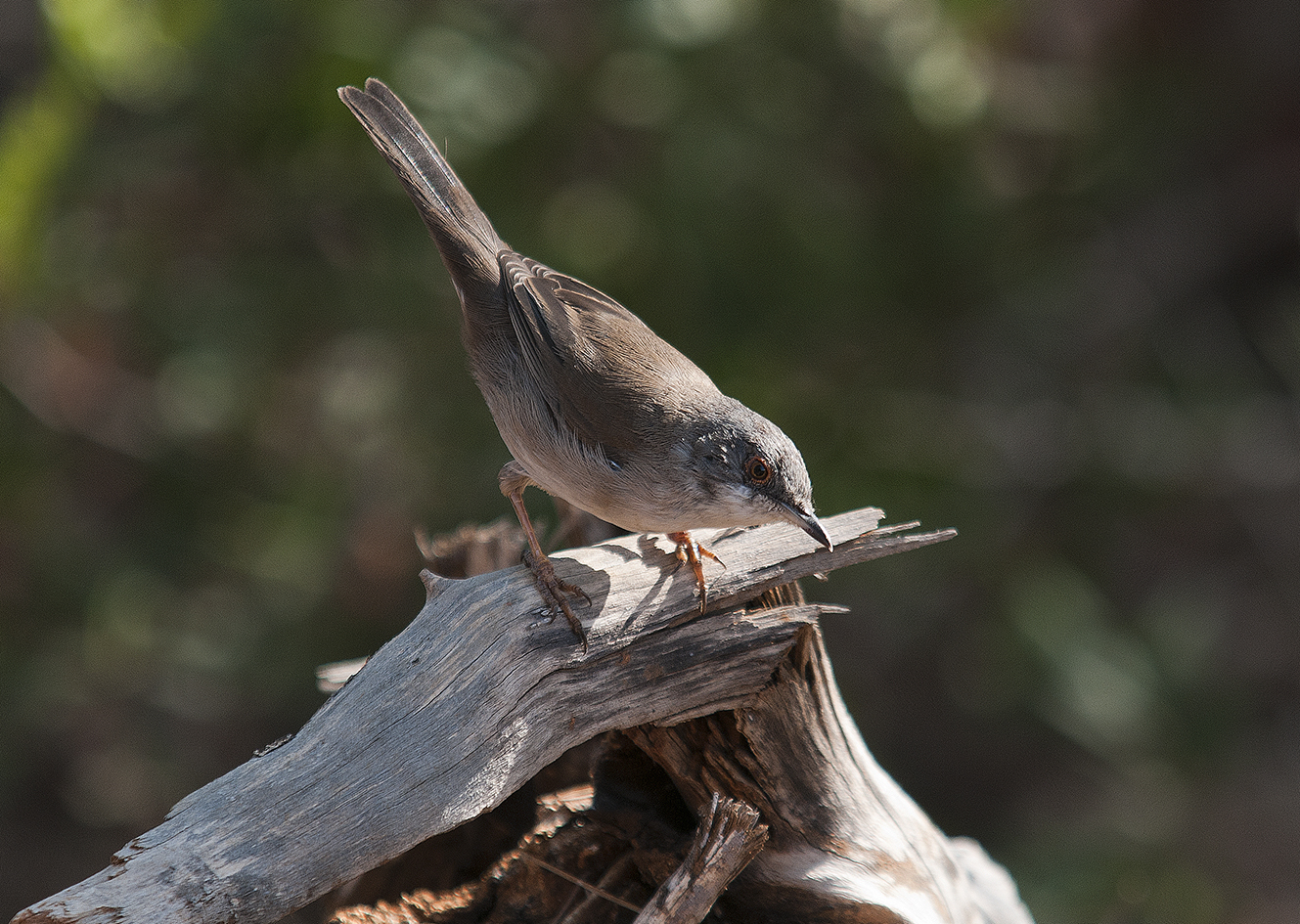 curruca cabecinegra H