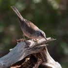 curruca cabecinegra H