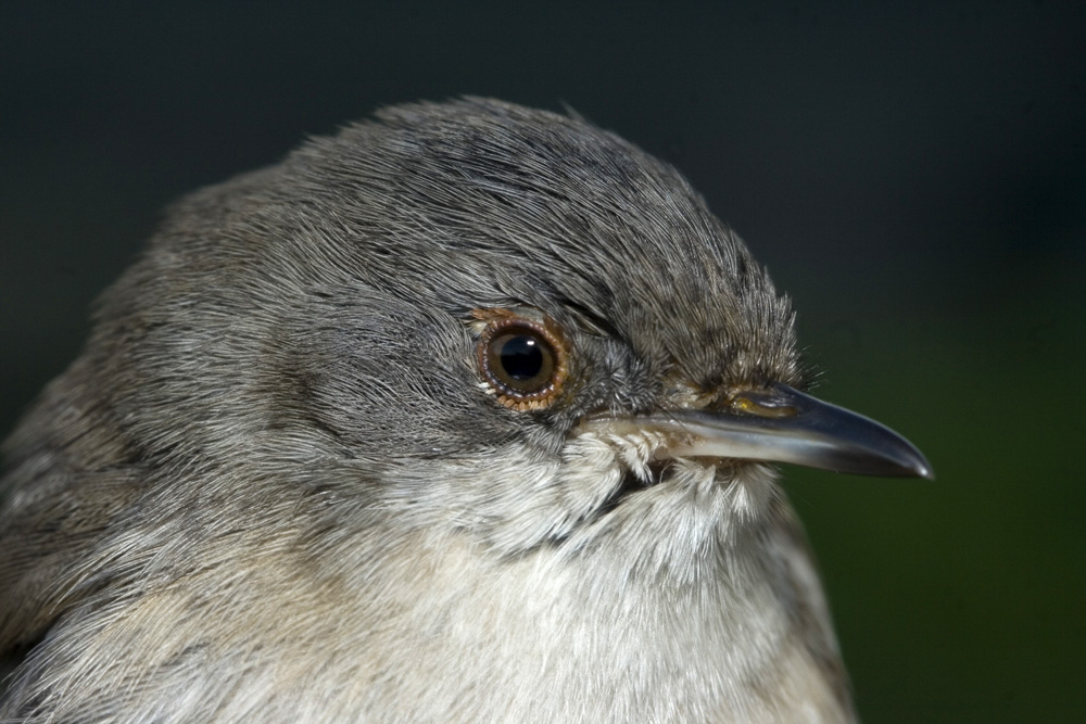 Curruca cabecinegra hembra