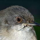 Curruca cabecinegra hembra