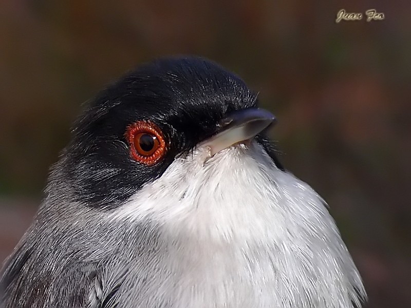 Curruca cabecinegra macho