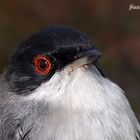 Curruca cabecinegra macho