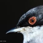 Curruca cabecinegra macho