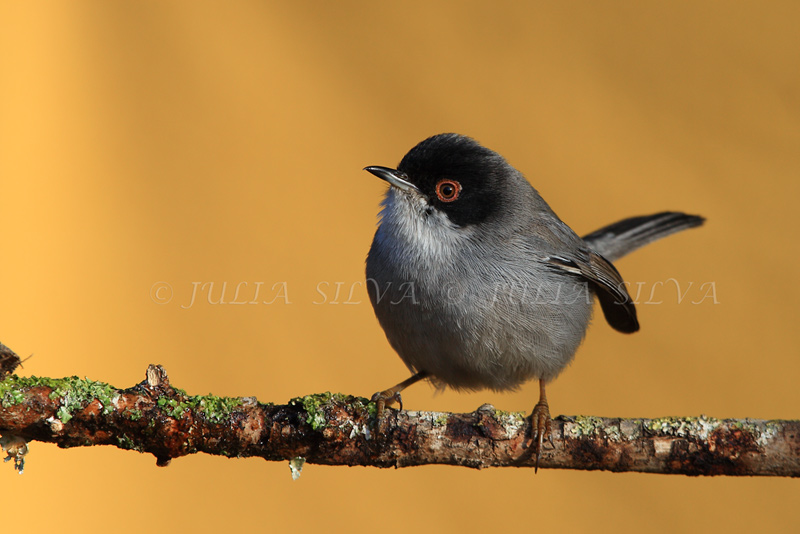 Curruca cabecinegra ( MACHO)