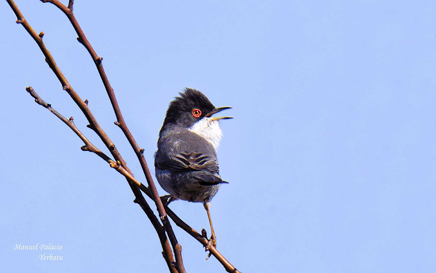 Curruca cabecinegra (macho ) Black-headed Warbler 