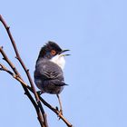 Curruca cabecinegra (macho ) Black-headed Warbler 