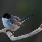 Curruca cabecinegra macho (Sylvia melanocephala)