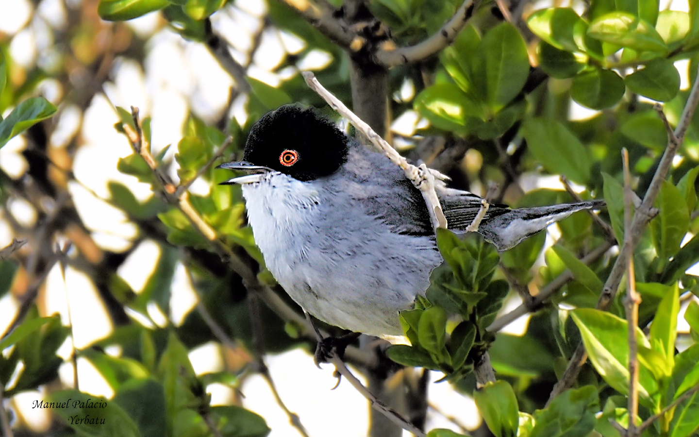 Curruca cabecinegra - Sylvia melanocephala