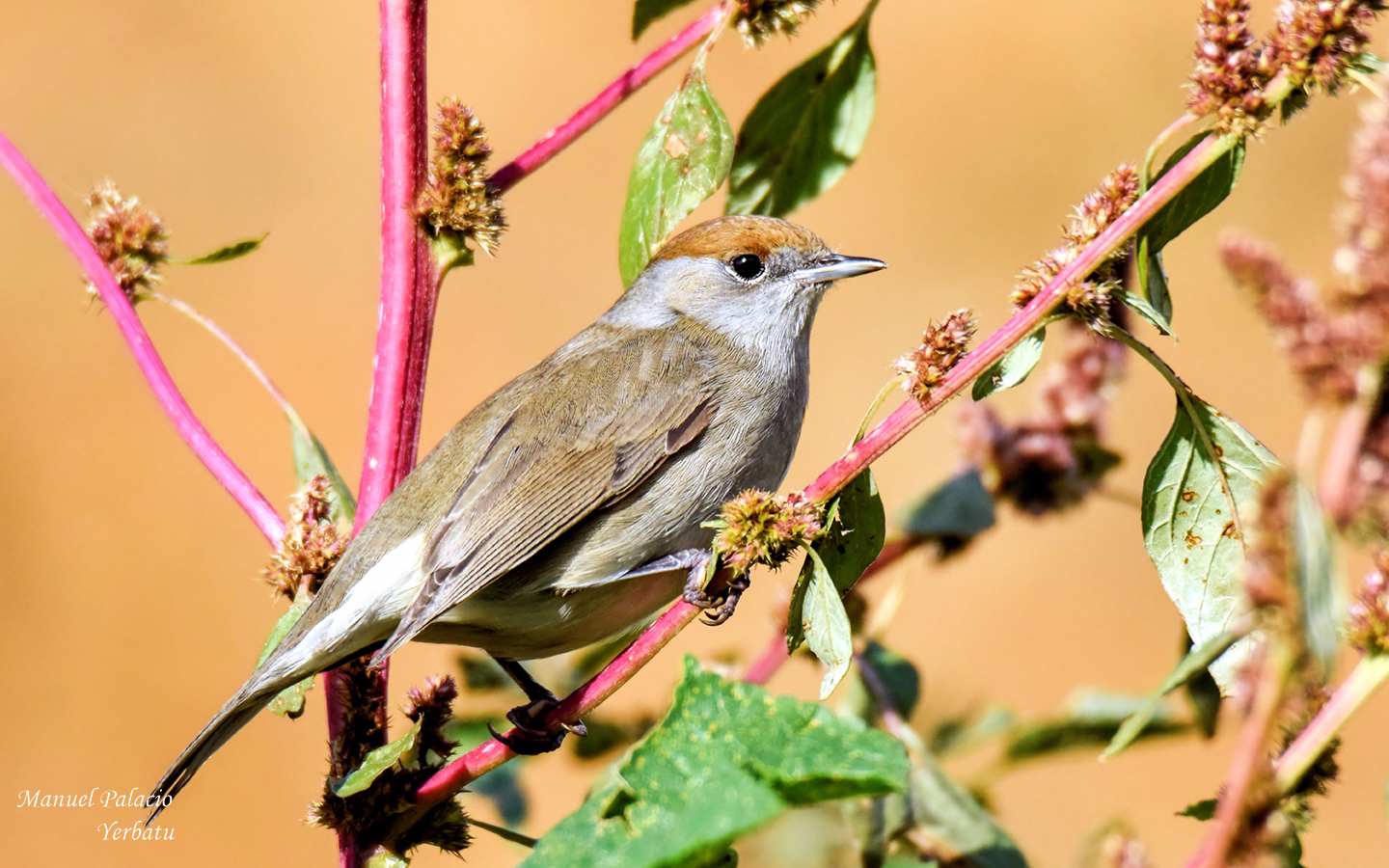 Curruca capirotada hembra - Sylvia atricapilla 