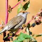 Curruca capirotada hembra - Sylvia atricapilla 