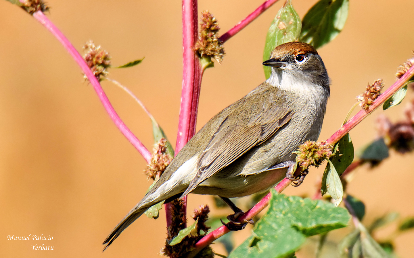 Curruca capirotada hembra - Sylvia atricapilla