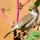 Curruca capirotada hembra - Sylvia atricapilla