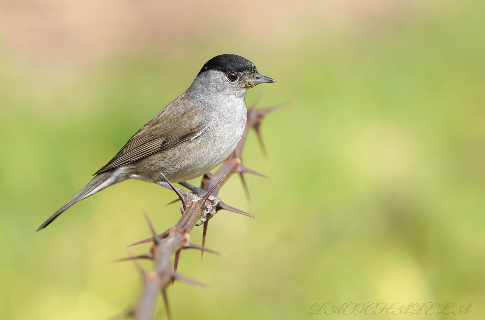 Curruca en Acacia.