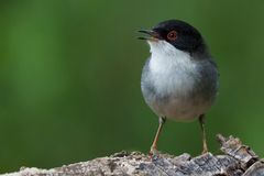 Curruca Melanocephala