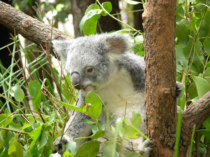 Currumbin Wildlife...