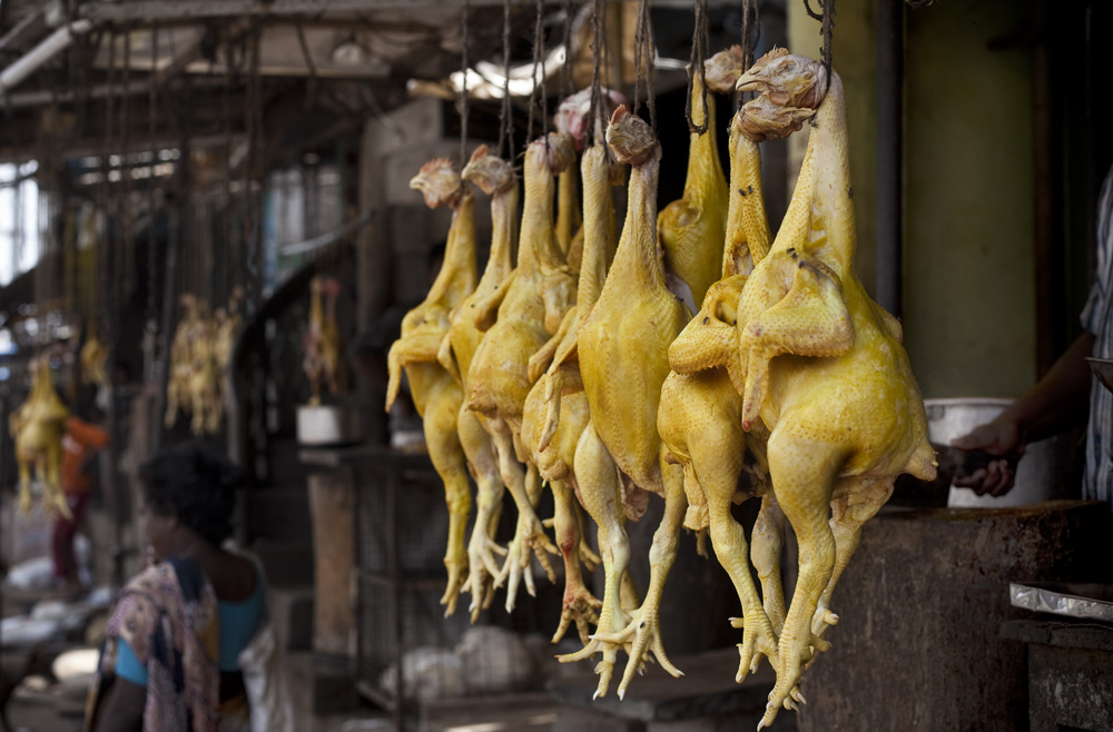 CURRY CHICKEN..... INDIA