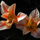 Cœurs de tulipes