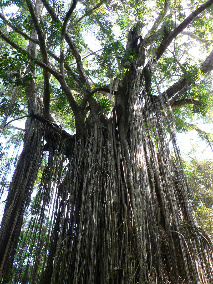 Curtain Fig Tree