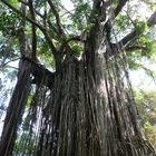 Curtain Fig Tree