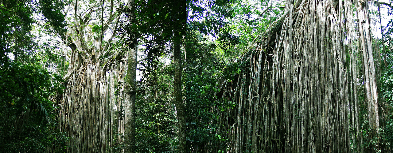 * Curtain Fig Tree *