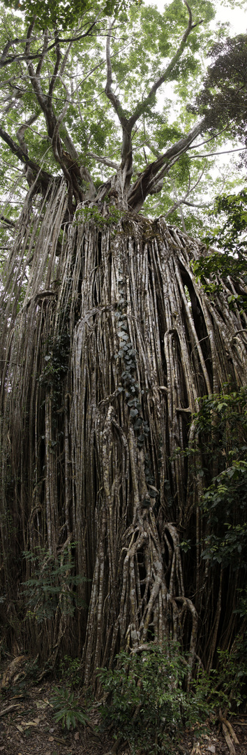 curtain fig tree