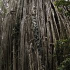 curtain fig tree