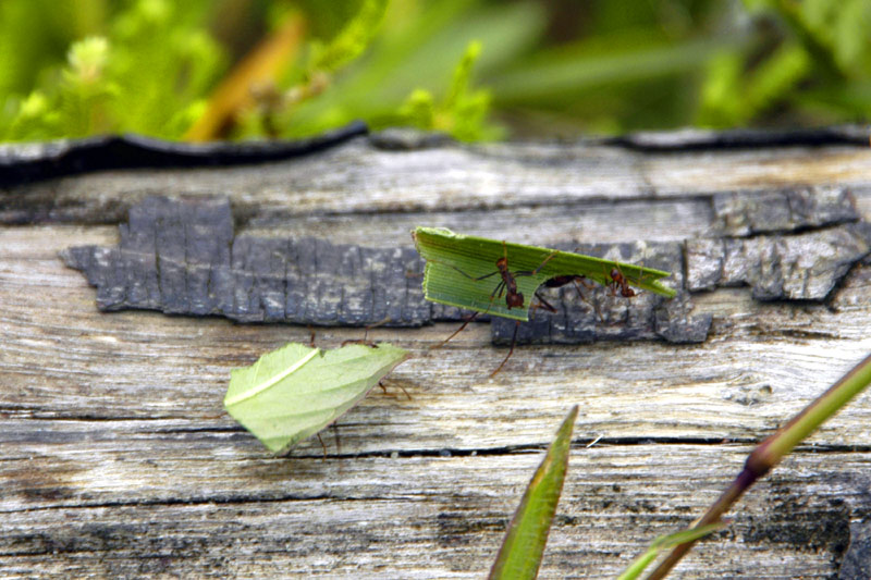 Curuhuinshi, Coqui