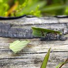 Curuhuinshi, Coqui