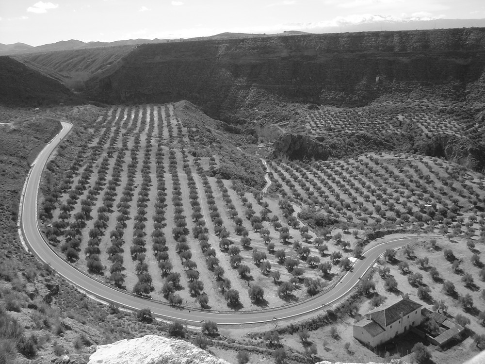 curva de los olivos