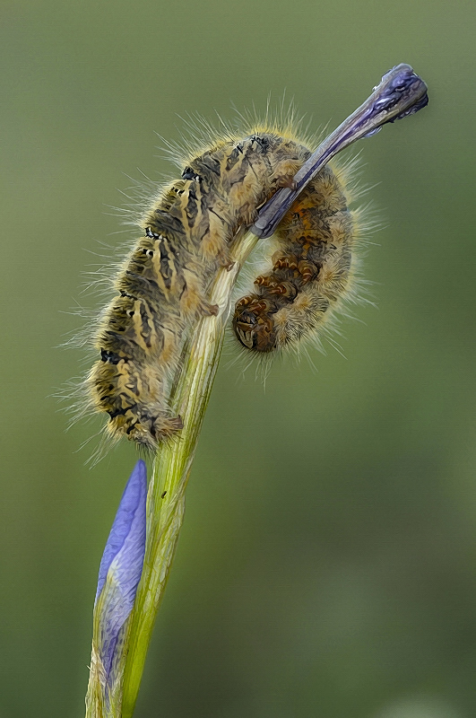 Curvas, HDR