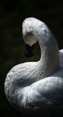 Curves in nature - the swan