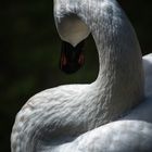 Curves in nature - the swan