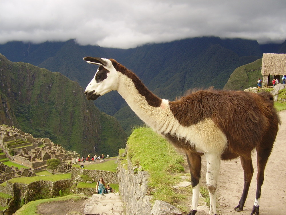 cusco chilca Km.82